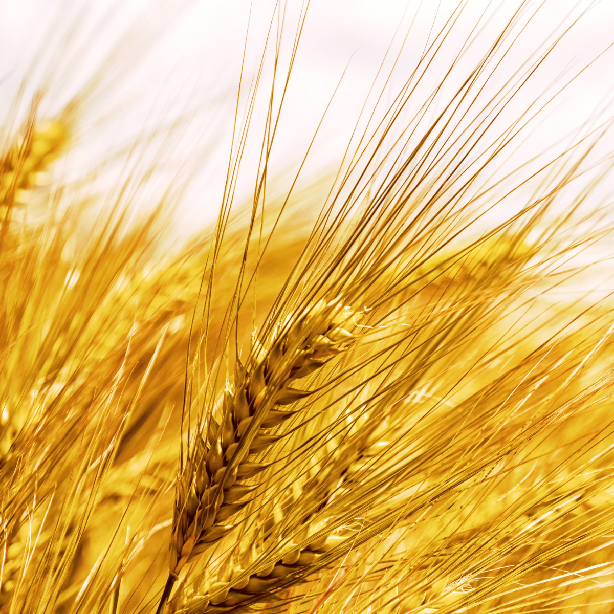 Betteraves fourrag&egrave;res