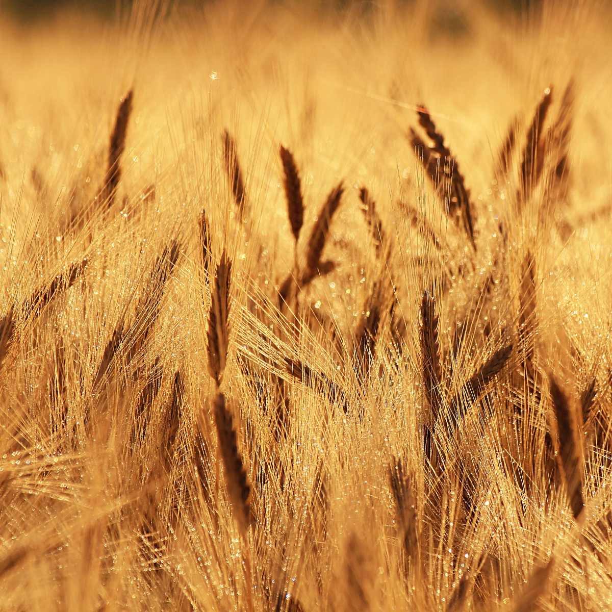 C&eacute;r&eacute;ales