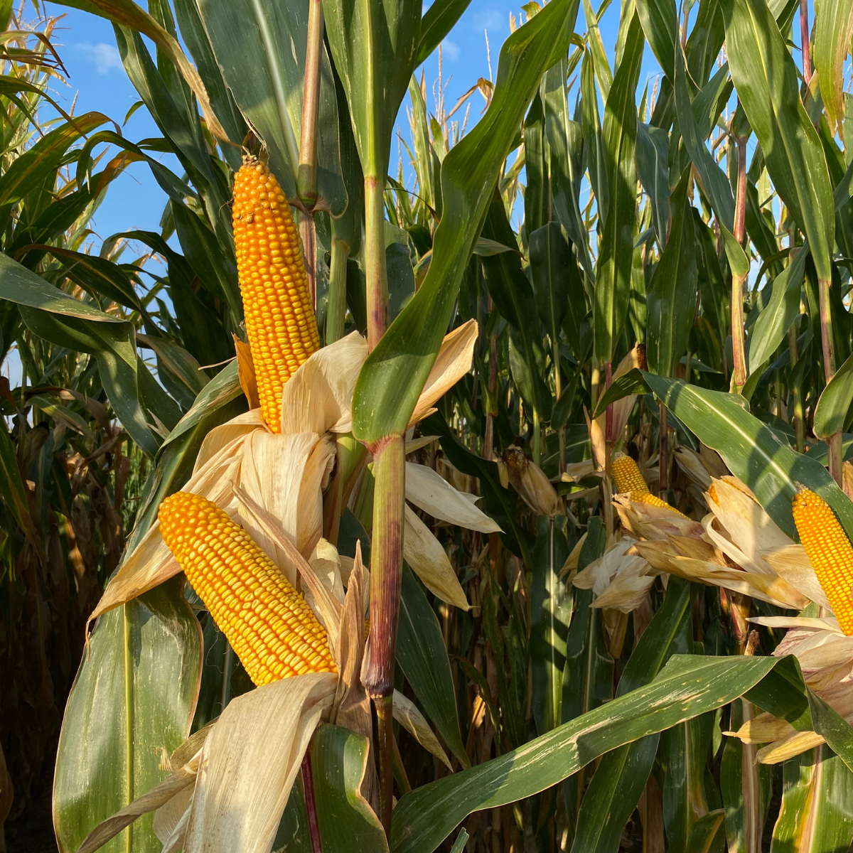 Ol&eacute;o-prot&eacute;agineux